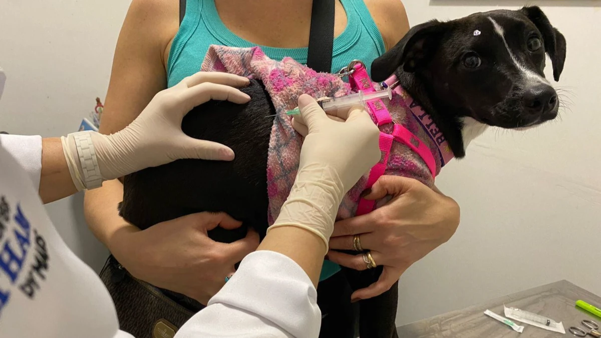 São José dos Campos terá vacinação e microchipagem gratuitas para cães e gatos