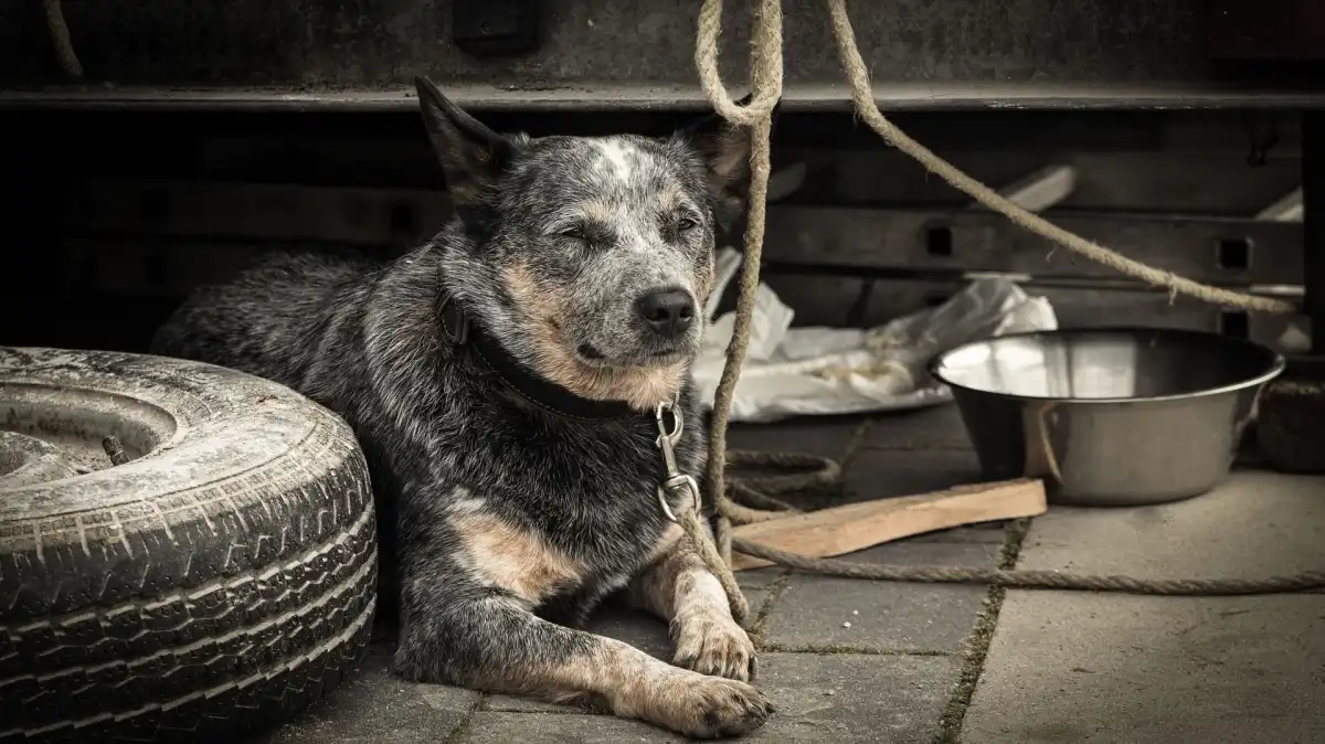 Alesp aprova projeto de lei que proíbe acorrentar cães e gatos