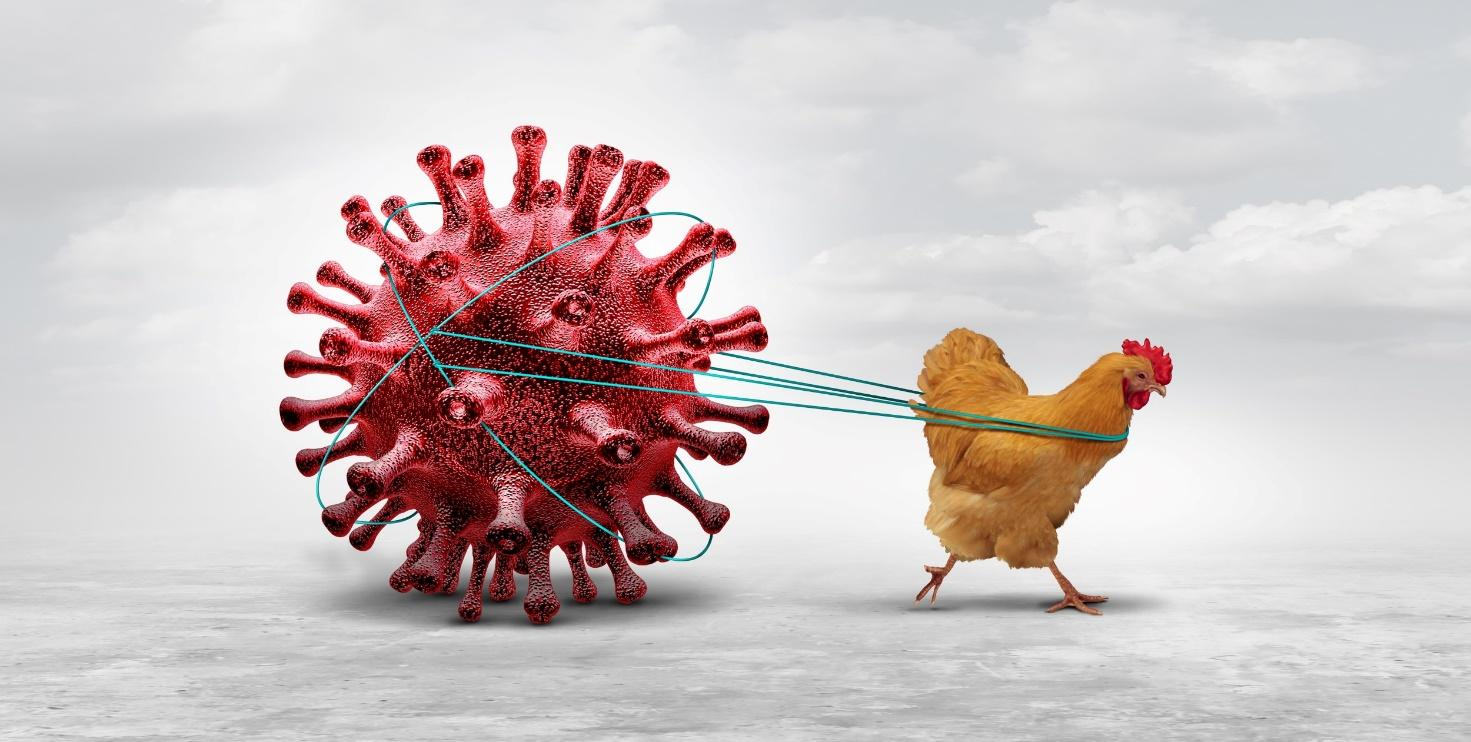 Influenza Aviária – I Fórum Estadual sobre a doença vai promover debate entre especialistas
