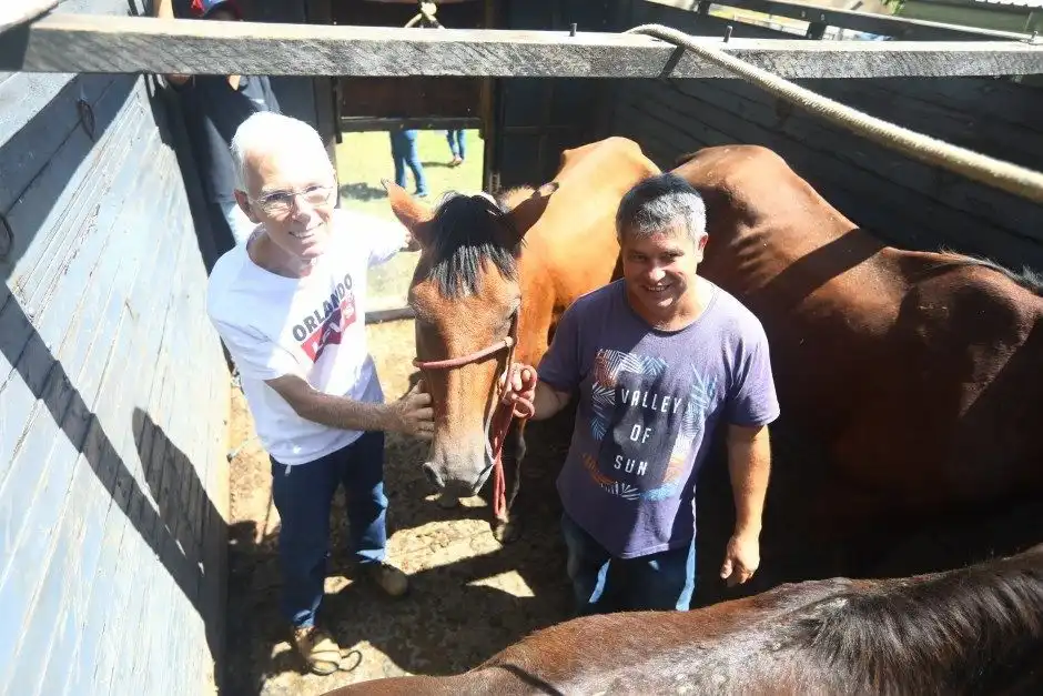 Cinco cavalos e uma égua foram adotados em São José