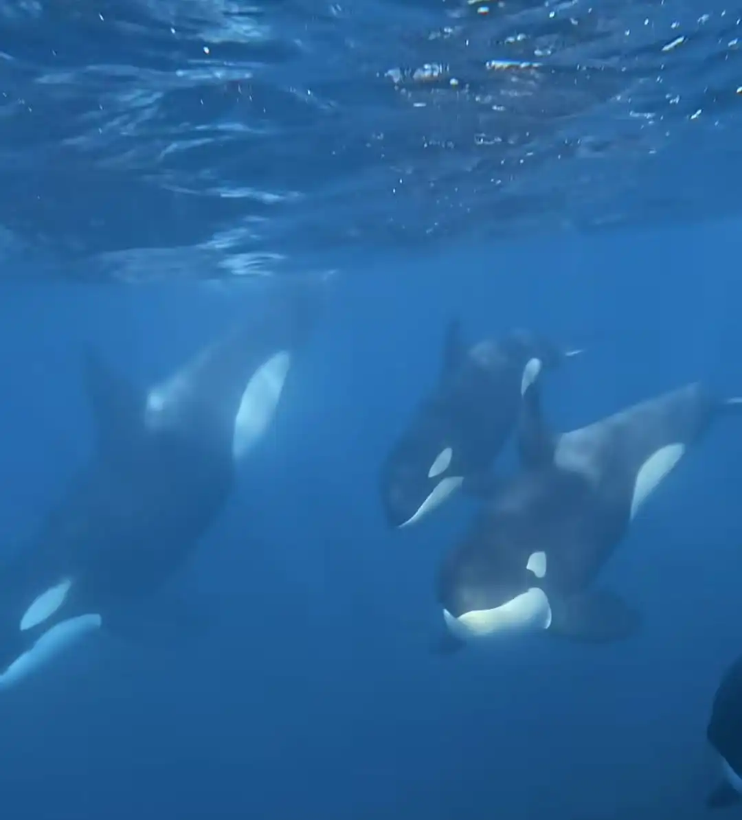 Grupo de baleias orcas é flagrado em Ilhabela
