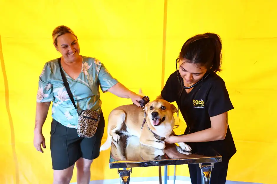 São José abre mil vagas para castração gratuita de cães e gatos