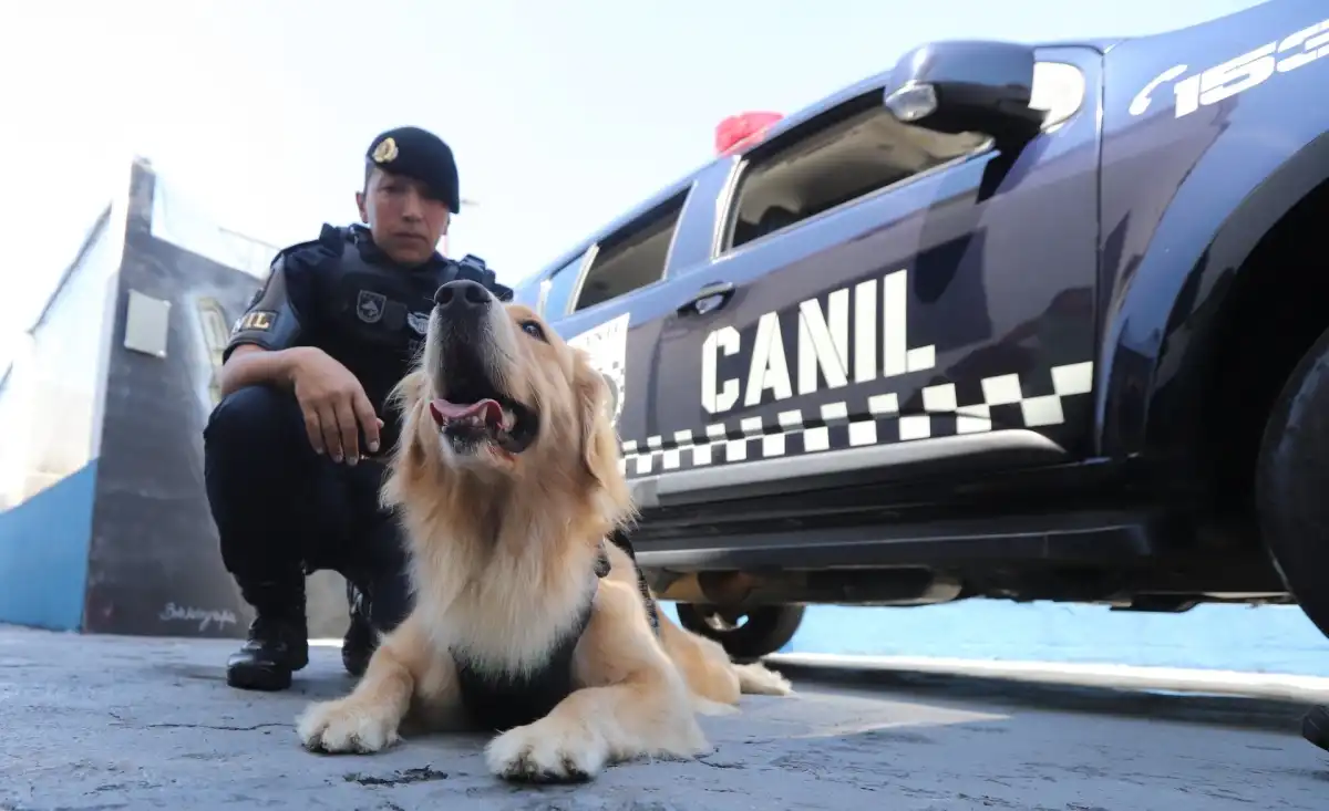 Golden retriever passa a integrar canil da GCM em Jacareí