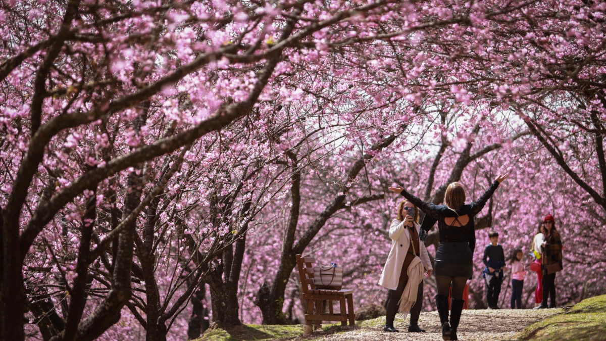 Festival celebra cultura japonesa durante florada das cerejeiras em Campos do Jordão