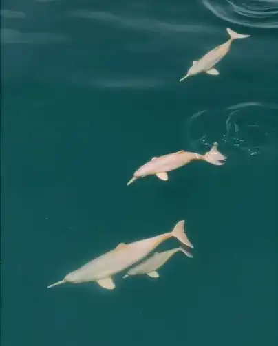 Grupo de golfinhos em extinção é registrado no mar de IlhabelaImagens foram publicadas em uma rede social