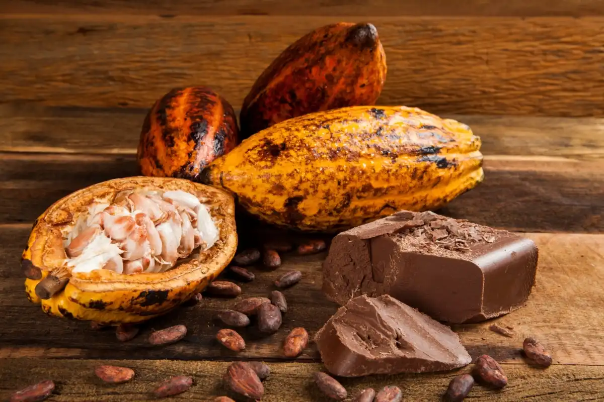 Estado de SP investe no plantio de cacau impulsionado pela produção de banana