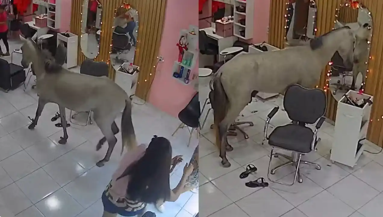 Cavalo invade salão de beleza em Teresina e se “observa” no espelho