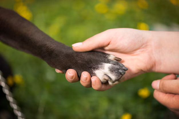 Alesp aprova projeto que autoriza enterro de cães e gatos em túmulos de tutores em São Paulo