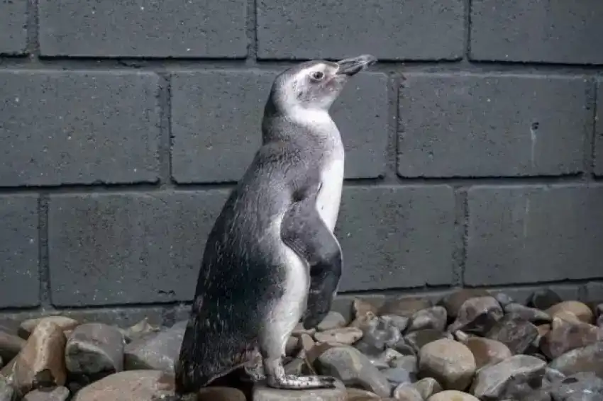 Pinguins da Patagônia aparecem no Litoral Norte e iniciam temporada de visitas