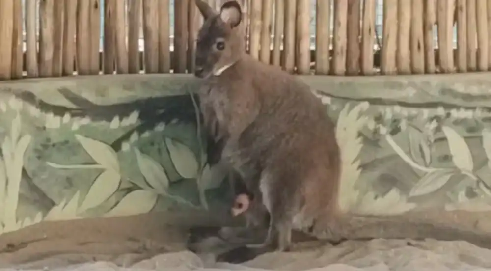 Primeiro filhote de canguru nasce no Projeto Selva Viva em Taubaté