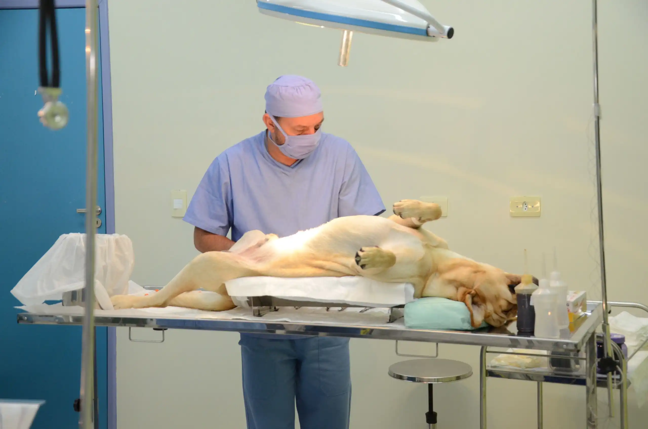Castração de cães e gatos abre 1.000 vagas gratuitas nesta terça (03)