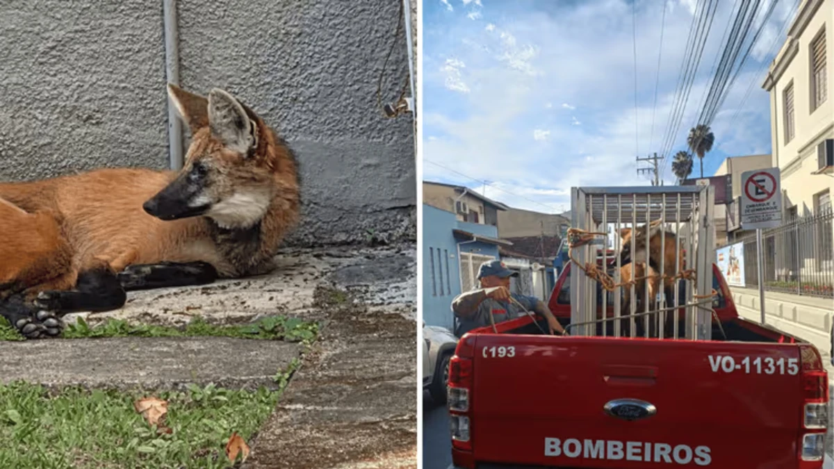 Lobo-guará é capturado pelos Bombeiros dentro de universidade em Lorena