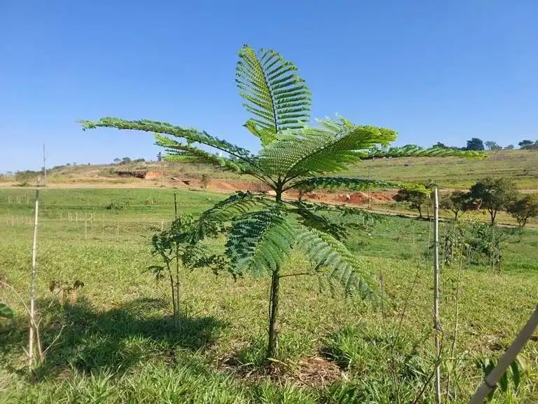 Empresa adota área no Parque Vale do Itaim, em Taubaté, destinado para o plantio de mudas nativas