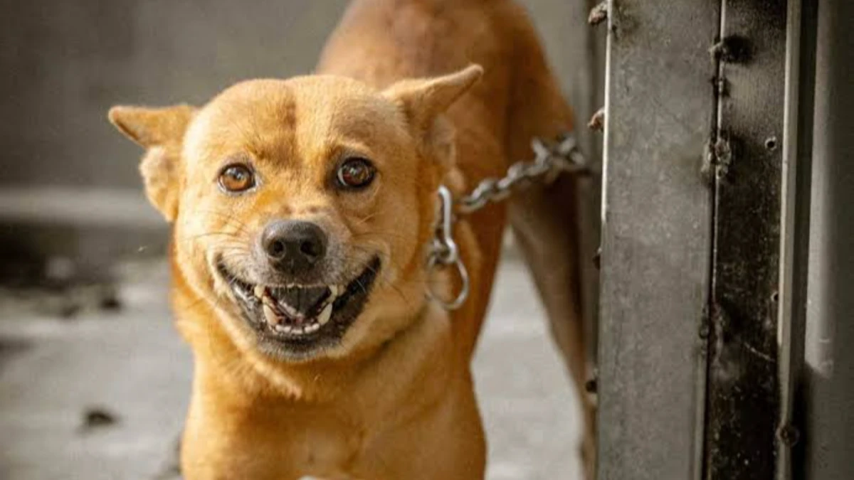 Lei proíbe que animais sejam mantidos presos por correntes em São Paulo