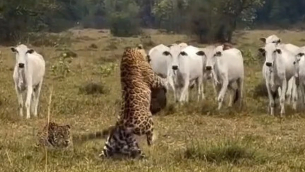 Gado se reúne para assistir briga entre onças-pintadas no Pantanal