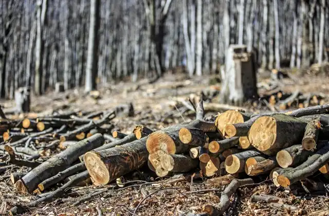 COP30: Área protegida da Amazônia é desmatada para construção de rodovia.