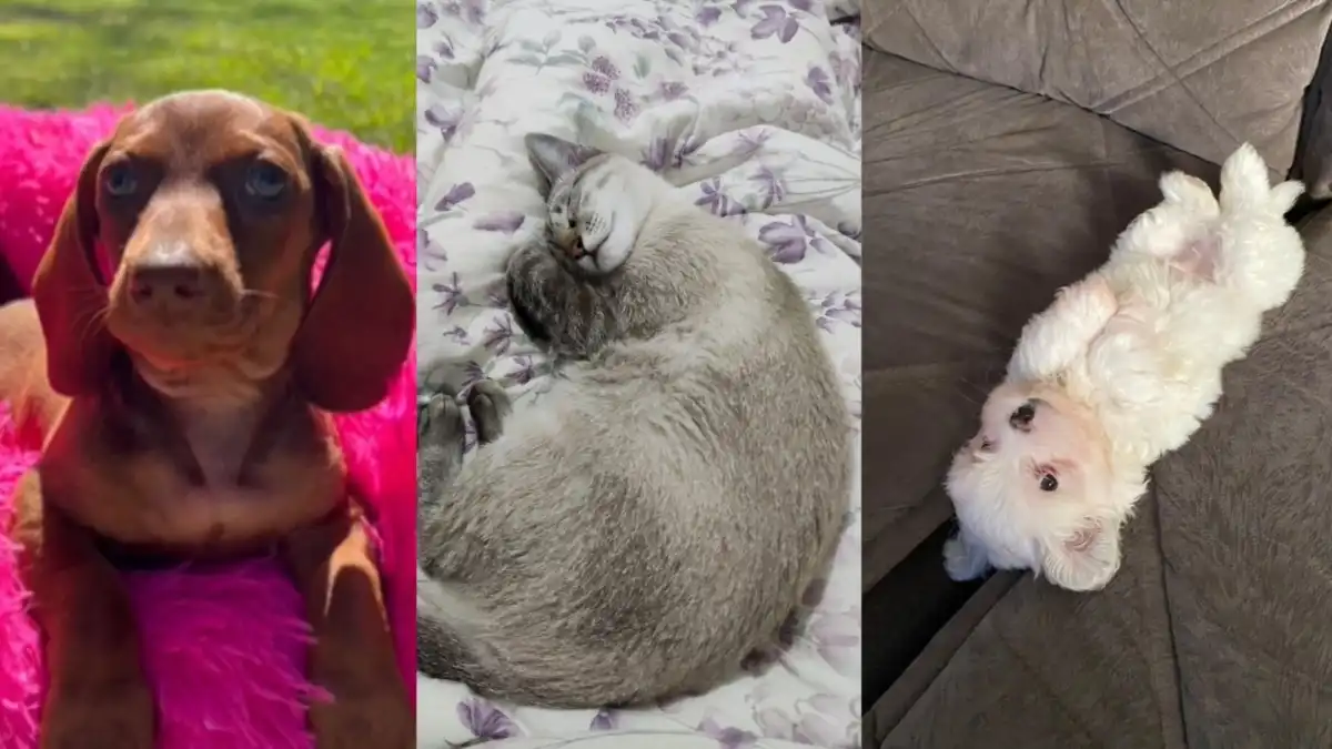 Gatos e Cachorros têm resfriado? Veterinário ensina como proteger os pets do frio