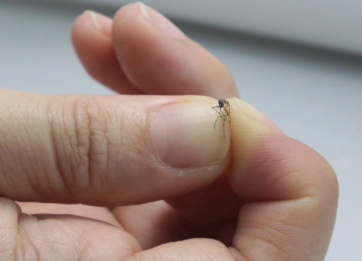 Vale do Paraíba supera mais de 10 mil casos de dengue em 2025