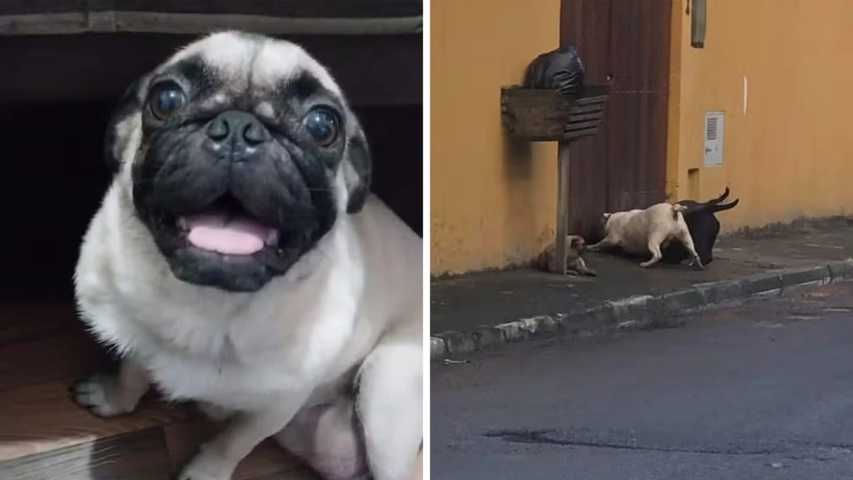Cachorra morre após ser atacada por três cães que escaparam de casa em Caraguatatuba