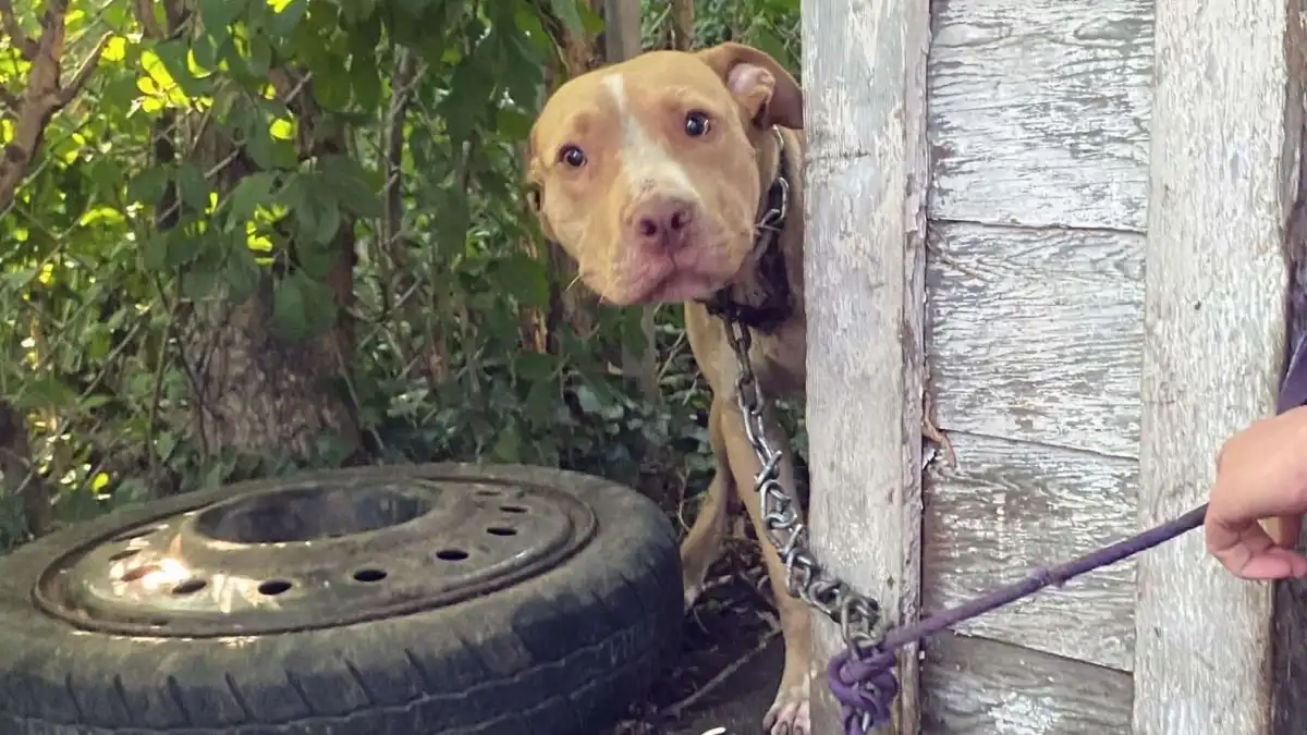 Tarcísio aprova lei que proíbe acorrentamento de cães e gatos