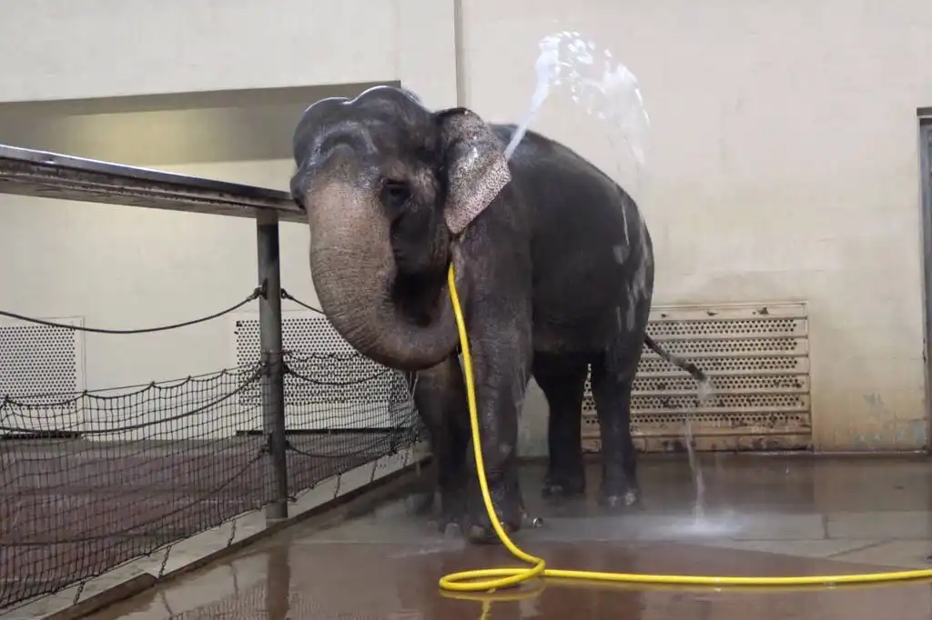 Elefante aprende a usar mangueira para tomar banho