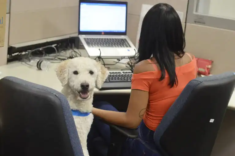 Presença de cães de servidores em repartições públicas é autorizada pela Prefeitura de Taubaté