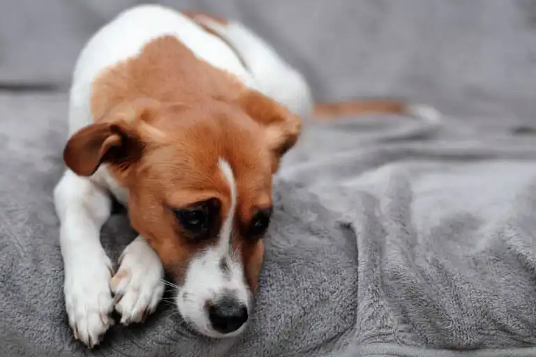 Envenenamento em pet: saiba quais são os primeiros socorros nesses casos