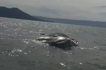 Filhote de baleia-jubarte é encontrado morto no canal entre São Sebastião e Ilhabela