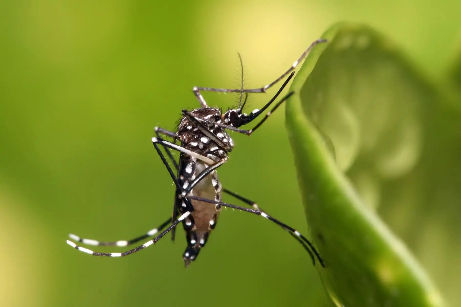 <strong>Caraguá registra alta no número de infestação de larvas da Dengue</strong>