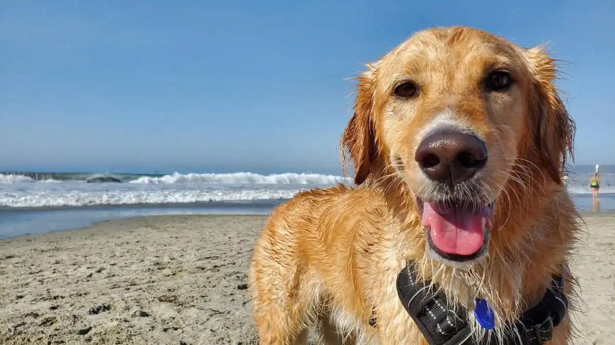 Valor da multa para quem leva cachorro à praia em São Sebastião sofre aumento de 233%