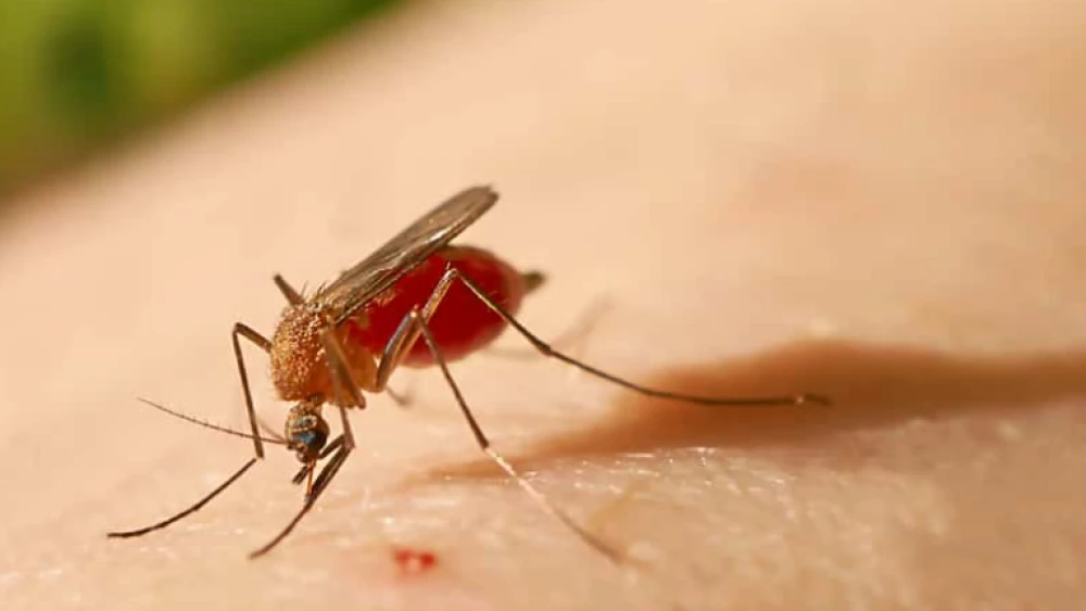 Febre Oropouche: conheça os sintomas e como se prevenir