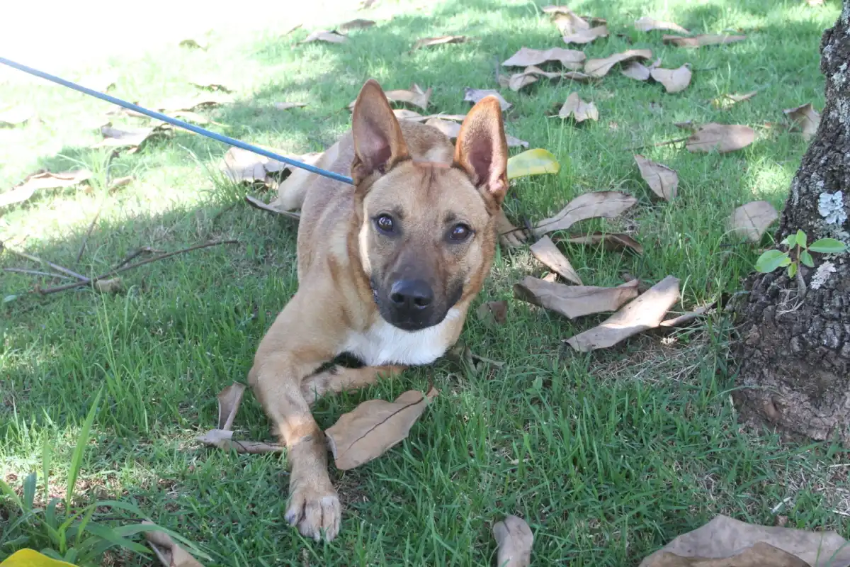Evento de Adoção de Pets acontece neste sábado (8), no Parque da Cidade de Jacareí