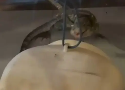 Teiú encontrado em estabelecimento