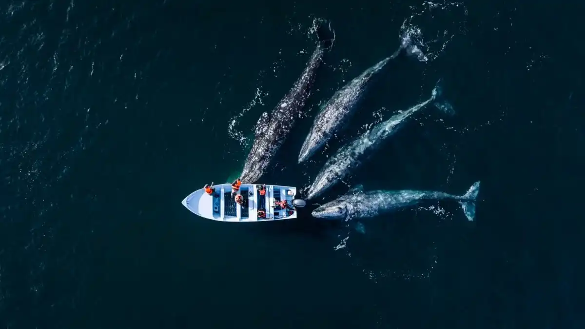 Concurso de fotos revela encontros emocionantes entre humanos e a natureza