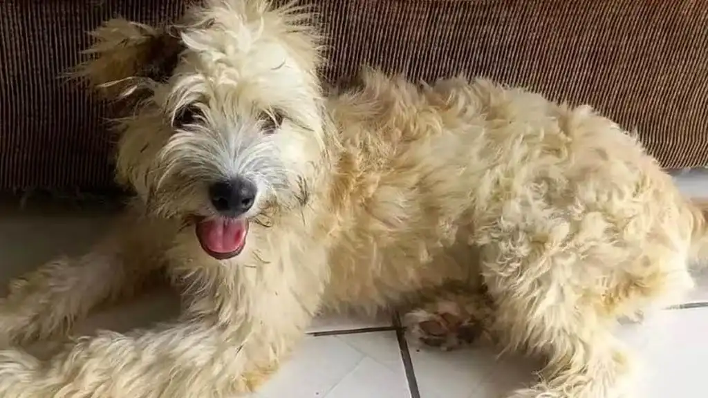 Moradora de Joinville (SC) compra sofá, encontra cachorra dentro e adota o animal