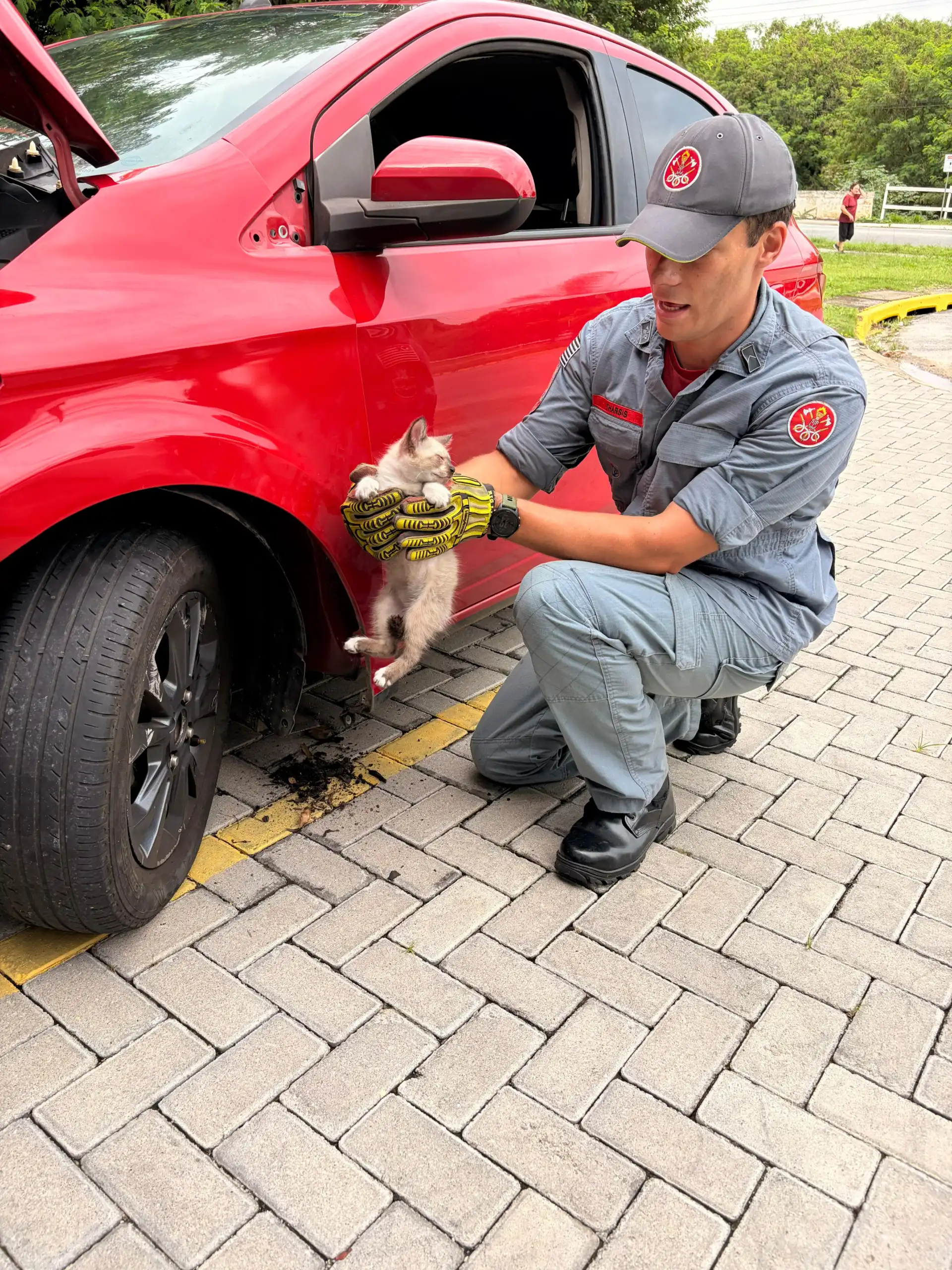 Bombeiros resgatam gatinho preso em paralama de carro em Taubaté