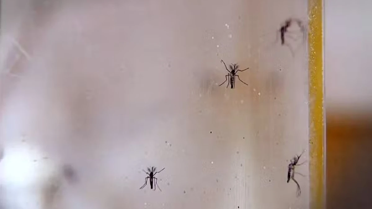 Taubaté registra alta de 29% nos casos de dengue e concentra 40% das infecções do Vale em 2026