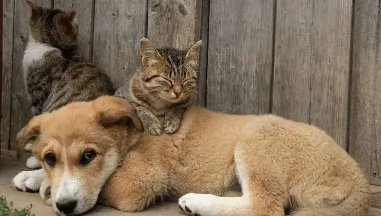 Agendamento de vacinação antirrábica para cães e gatos agora é digital em Jacareí