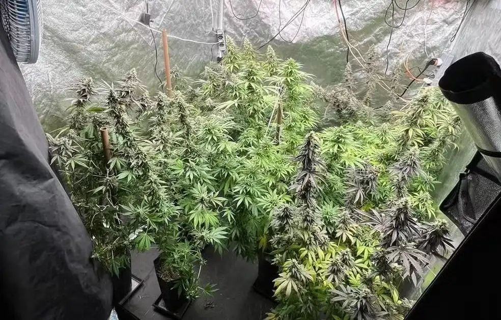 Polícia Civil prende homens acusados de vender drogas pela internet
