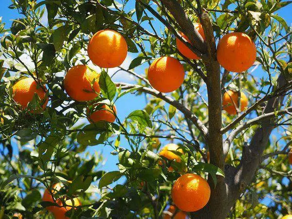 IAC completa 137 anos com nova patente de método inovador para retardar o amadurecimento de frutos