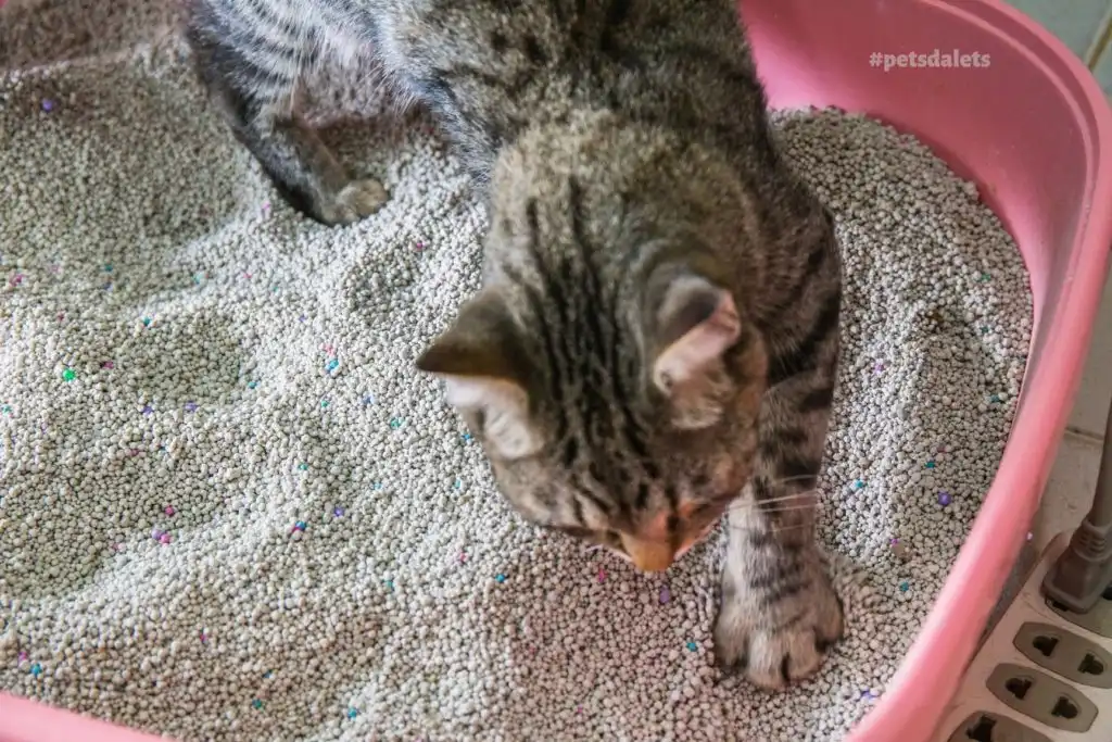 Mãe é presa por agredir e colocar fezes de gato na boca da filha em São José
