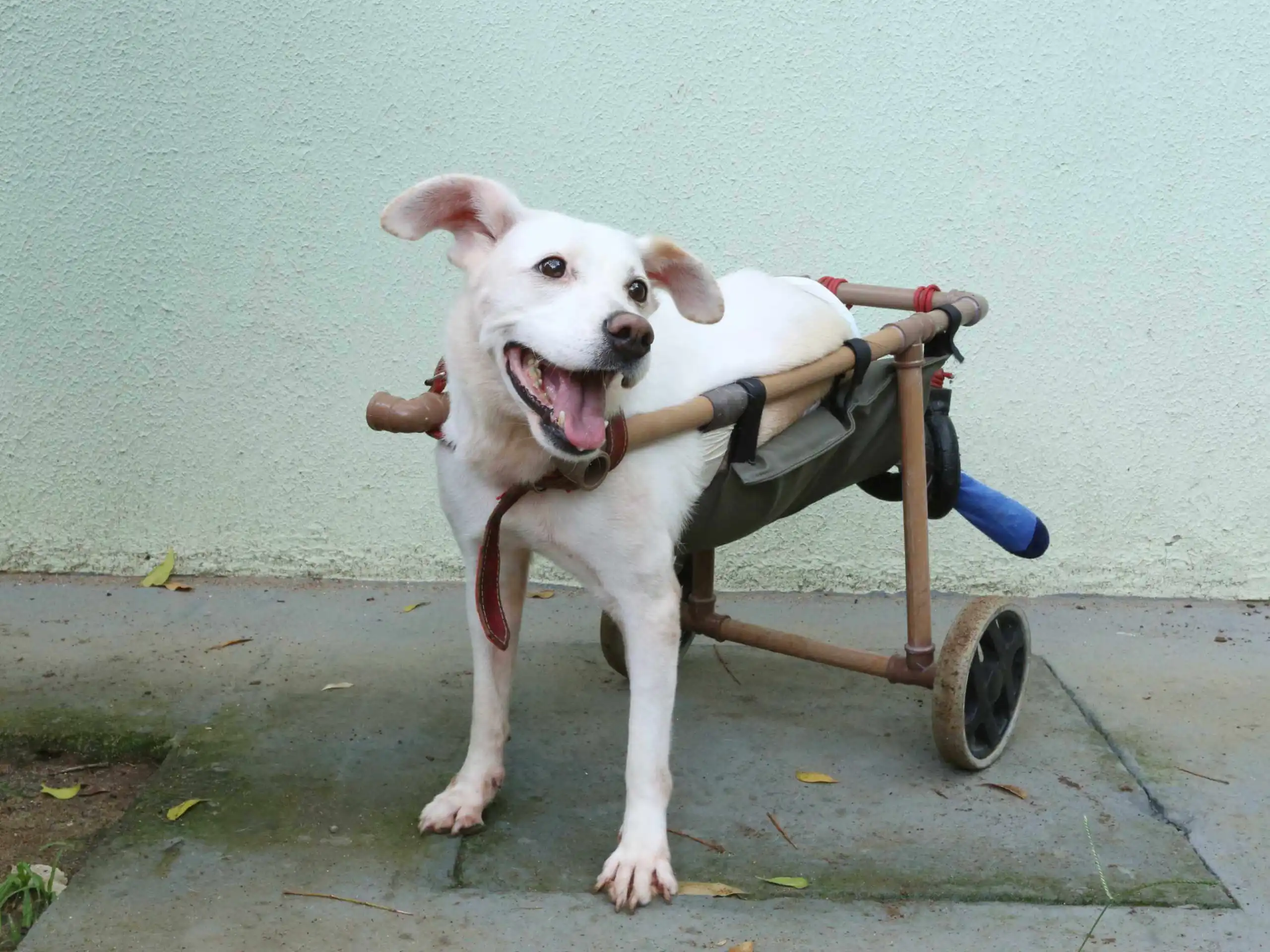 Feira em São José terá 72 cães e 2 gatas para adoção neste sábado (25)