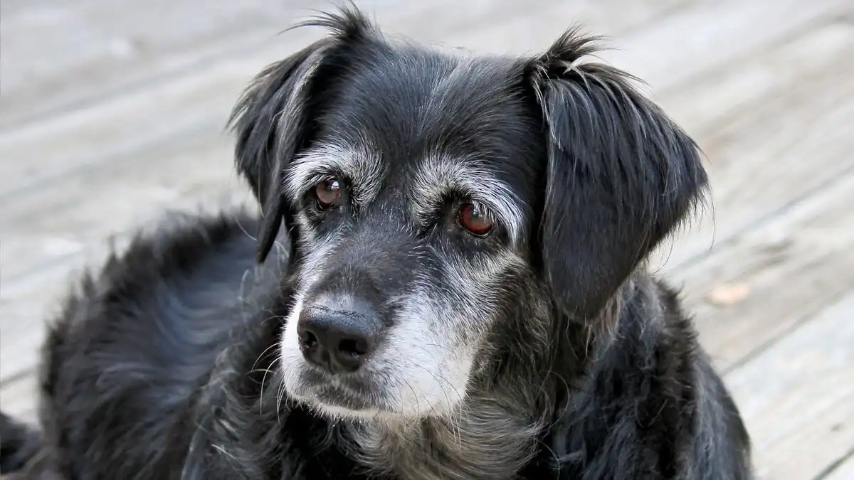 Remédio antienvelhecimento para cachorros pode ser aprovado nos EUA