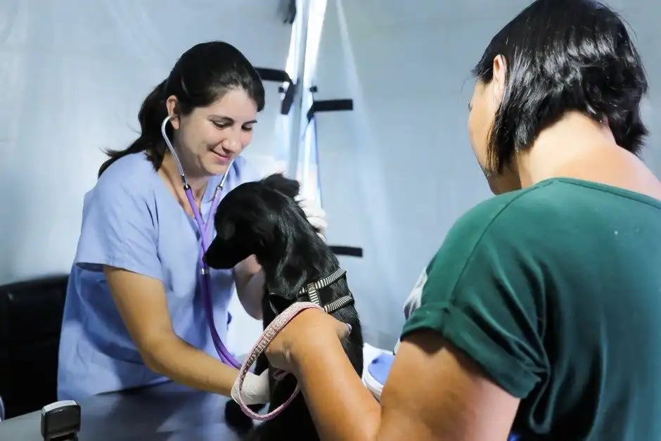 Programa abre 1 mil vagas gratuitas para castração e microchipagem