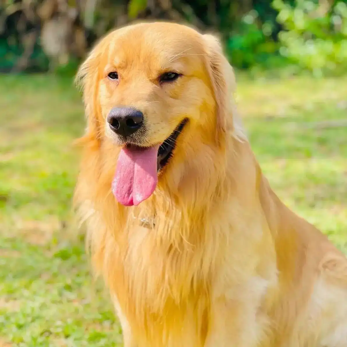 Lei Joca: governo anuncia novas regras para transporte aéreo de pets
