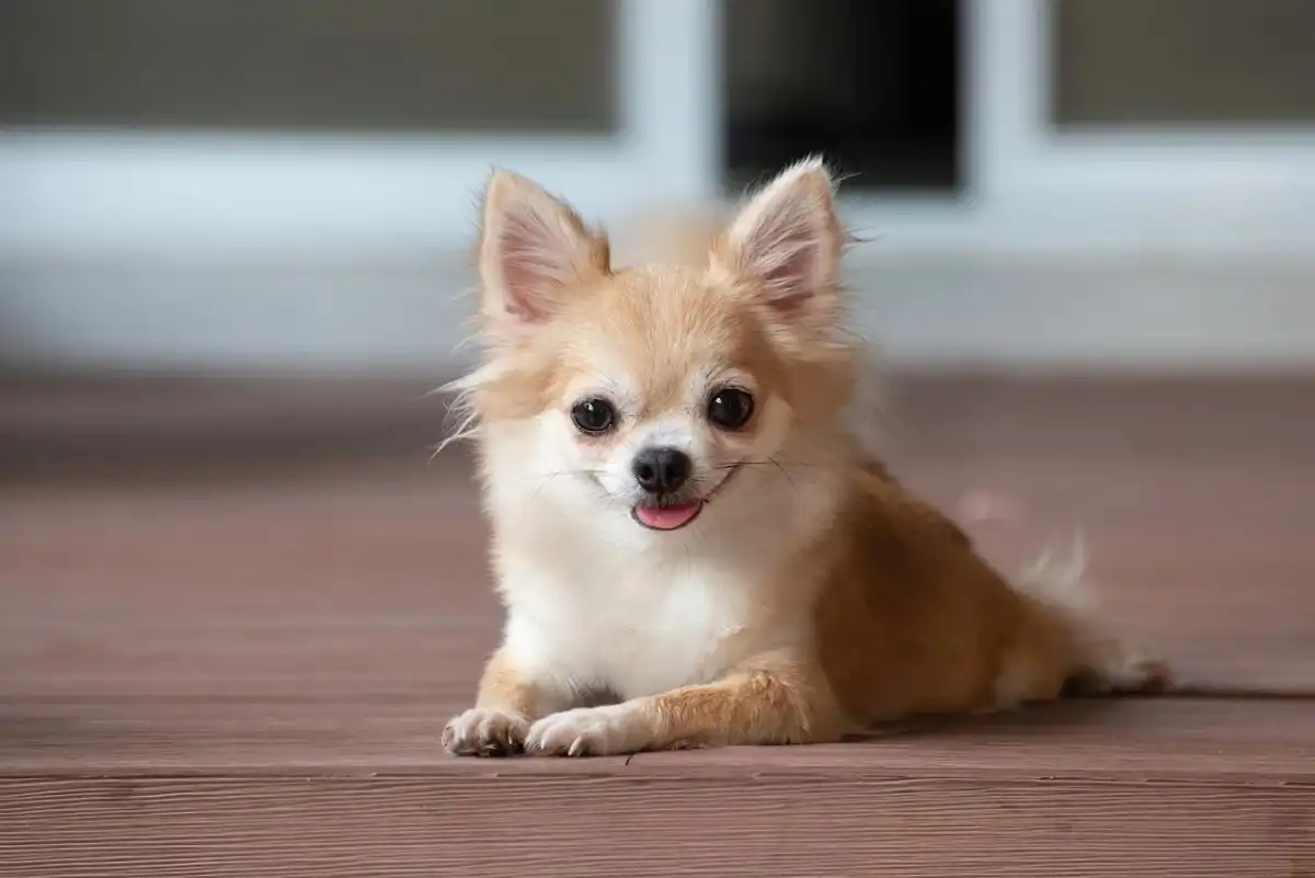 Conheça os cães e gatos mais populares no mundo, segundo pesquisa