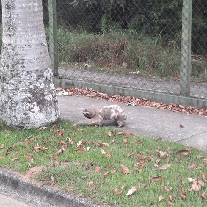 Bicho-preguiça é flagrado em avenida do Urbanova em São José