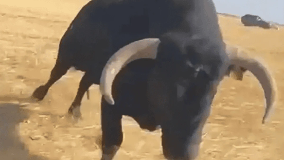 Touro ataca carro durante festa na Espanha e quebra janela com os chifres