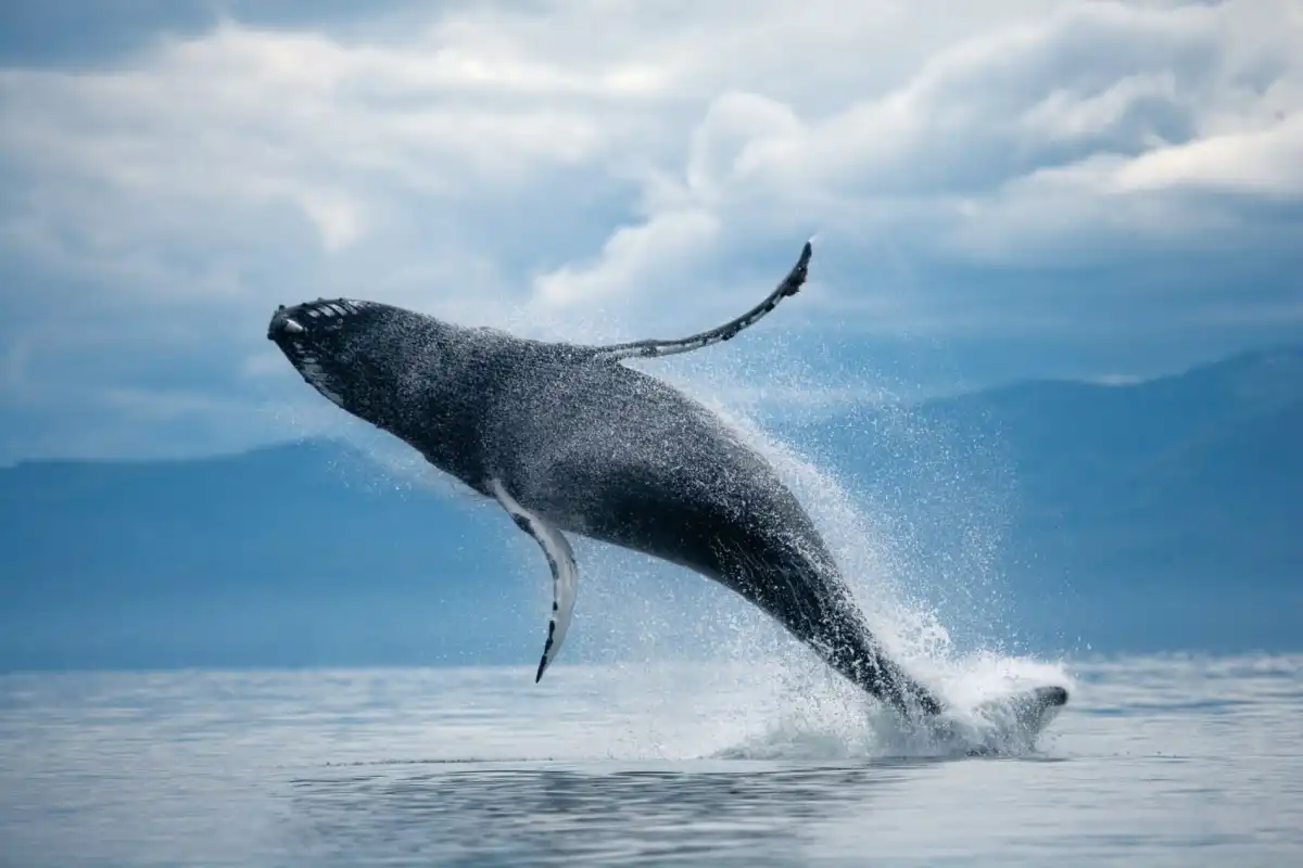 Inédito: baleia-azul, o maior animal do mundo, é avistada no mar em Ilhabela 