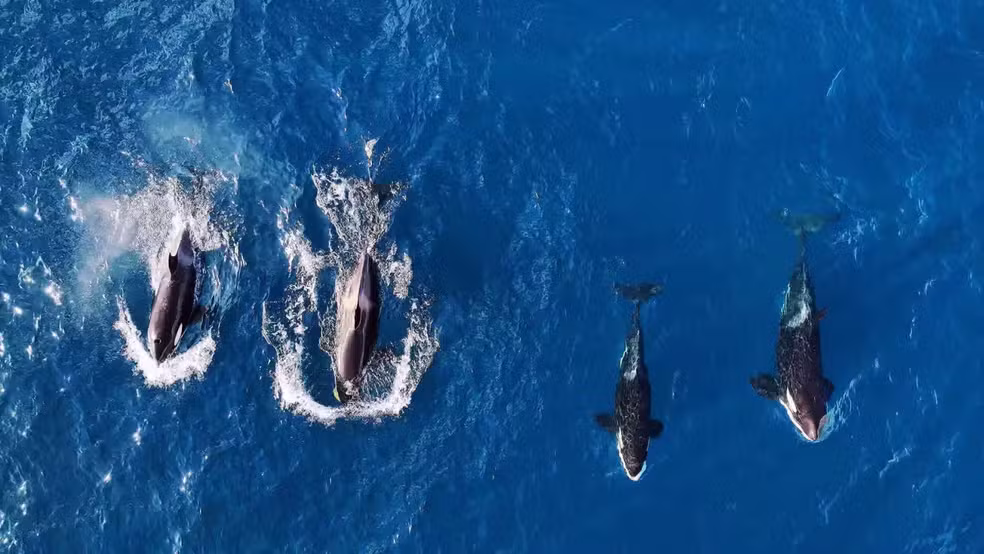 Grupo de orcas é avistado no mar de Ilhabela; veja o vídeo